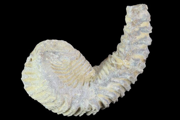 Cretaceous Fossil Oyster (Rastellum) - Madagascar #100354
